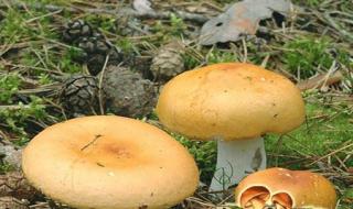 Описание и фото съедобных и несъедобных грибов семейства сыроежковые Можно ли есть желтые сыроежки